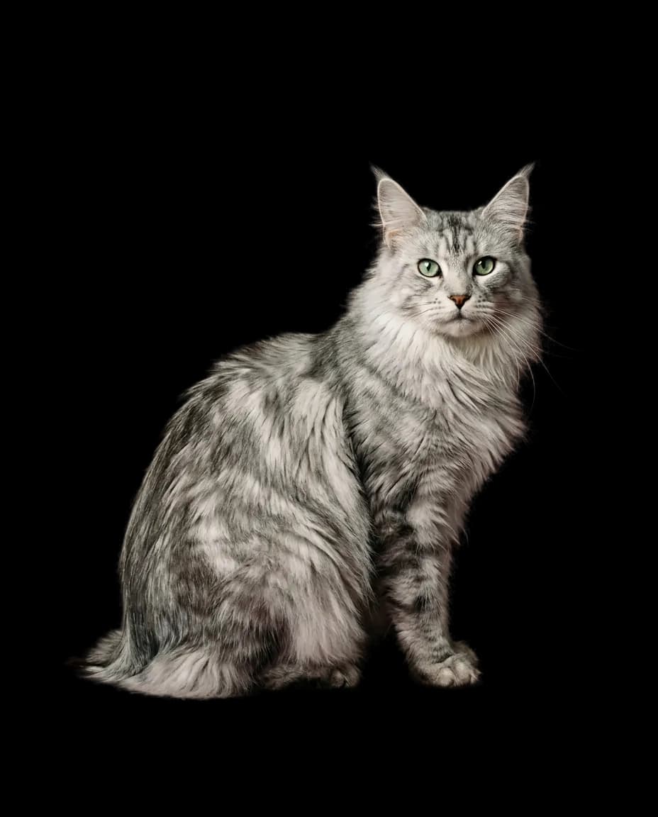 Portrait de Cendre, Silver tabby, reproductrice