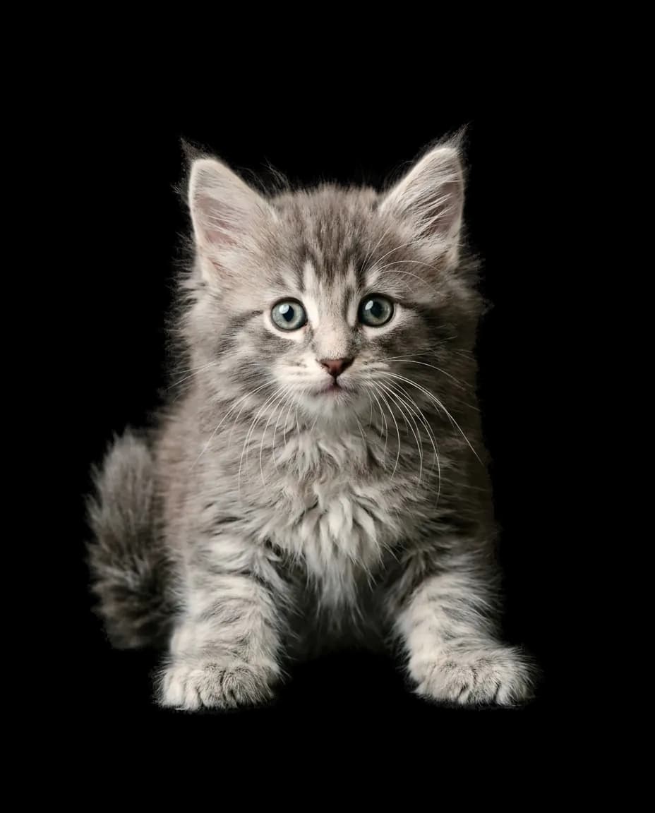 Chaton Hécate, Silver tabby